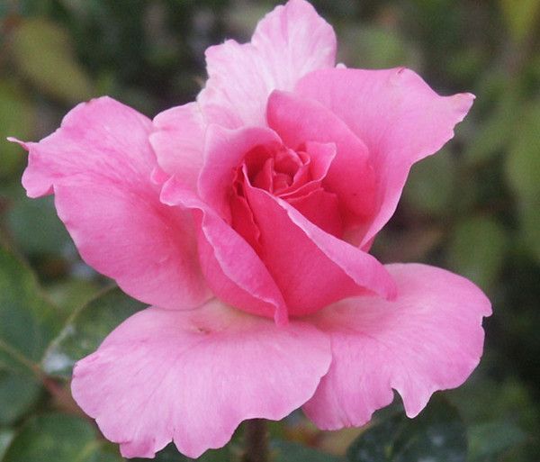 R comme rose, la couleur rose