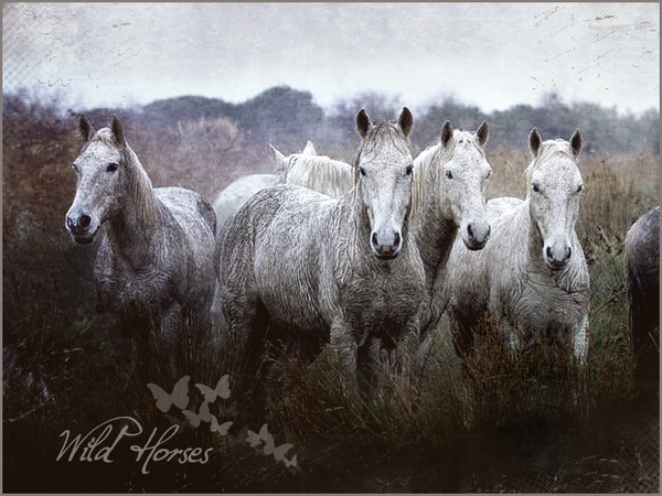 NOS AMIS LES CHEVAUX