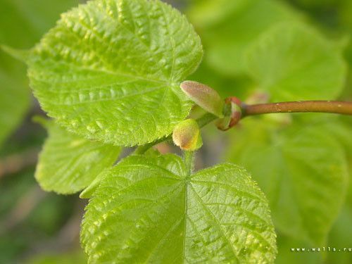 THEME DE LA COULEUR VERTE