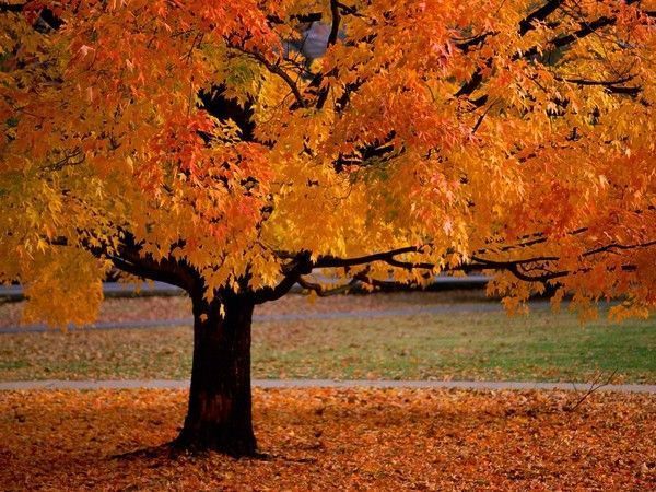 couleurs d'automne