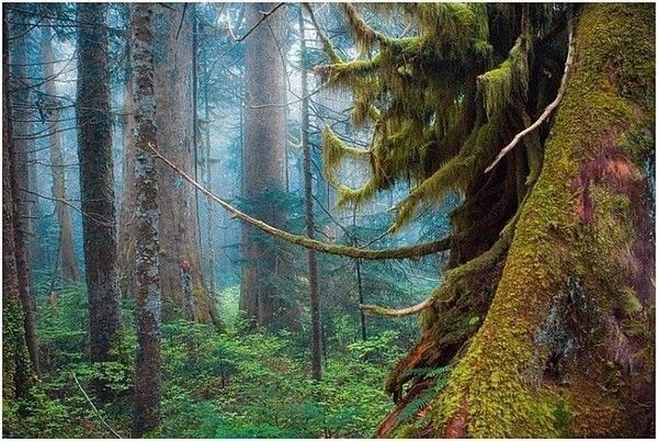 Les forêts, source d'oxygène...