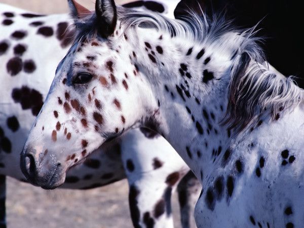 appaloosa