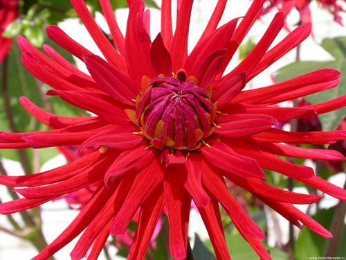 Rouge comme ... thème de la couleur rouge