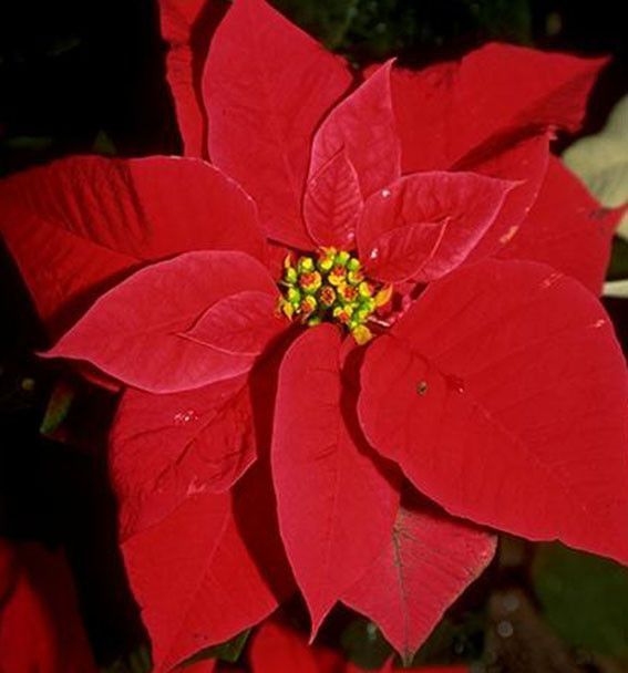 Rouge comme ... thème de la couleur rouge