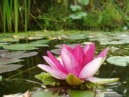 R comme rose, la couleur rose