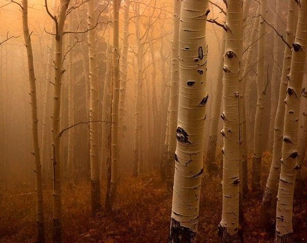 Les forêts, source d'oxygène...