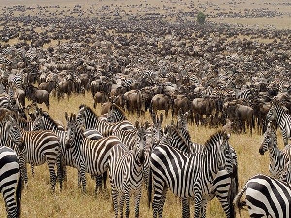 animaux d'Afrique