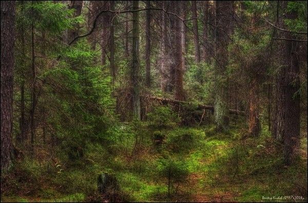 Les forêts, source d'oxygène...