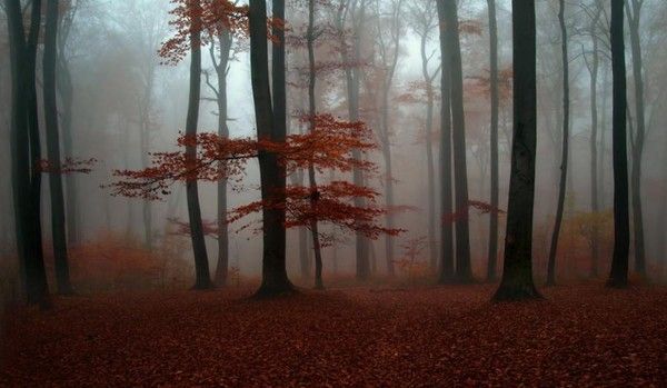 Les forêts, source d'oxygène...