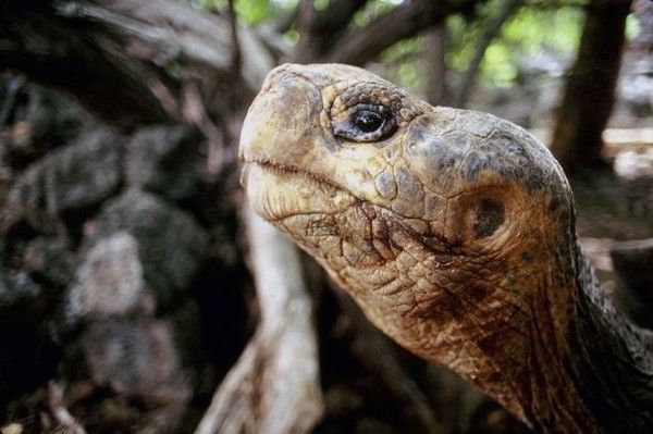 LES GALAPAGOS