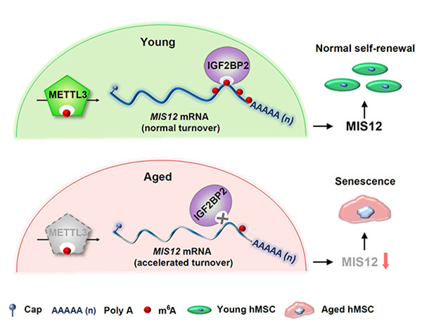 Researchers reveal novel mechanism for RNA m6A modification in regulating human stem cell senescence