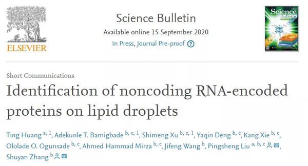 Research team identifies noncoding RNA-encoded proteins on lipid droplets