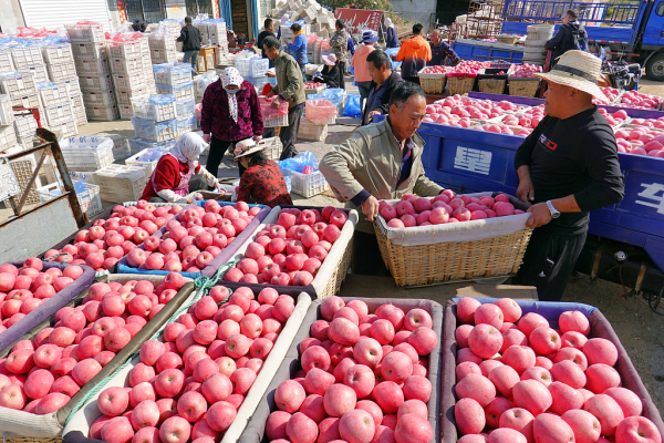 Farmers harvest apples in Yantai