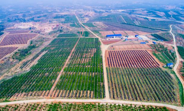 Penglai Haolin Fruit Cooperative