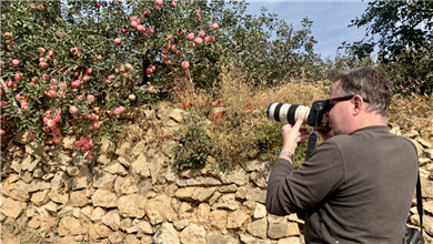 Discover century-old apple trees in Penglai