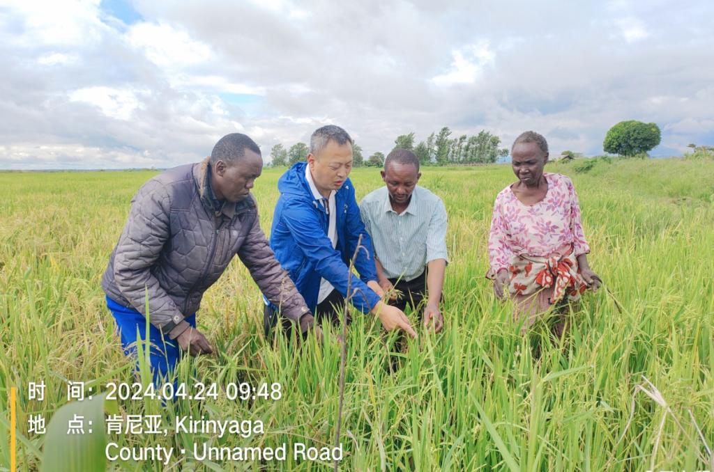 Jiangsu's agricultural cooperation with Africa promotes modernization