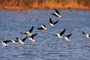 Delegation visits Weishan Lake in Jining