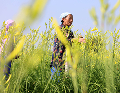 Datong emerging as China's citron daylily hub