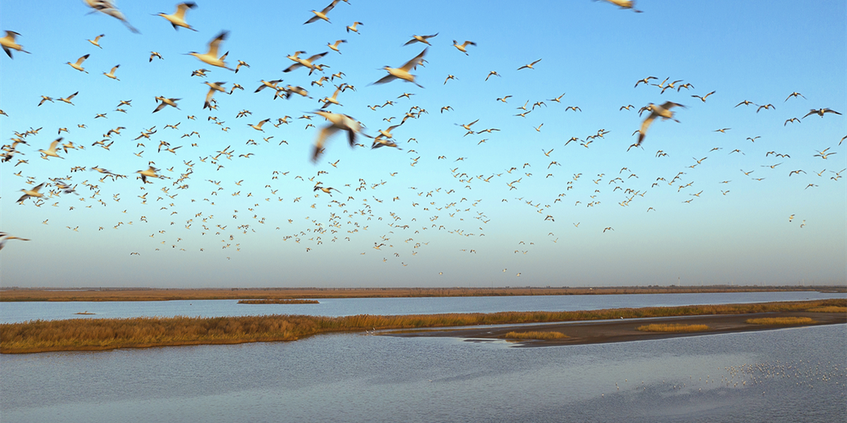 Qilihai Wetland