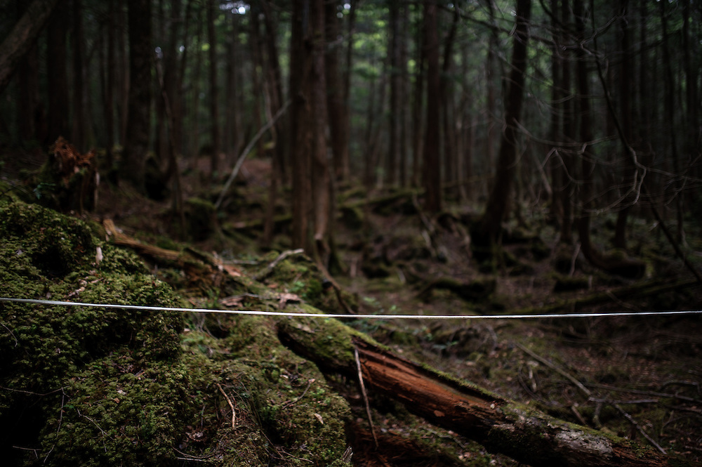 Des rubans sont tirés un peu partour dans la forêt, ultime lien avec les vivants, fil d'ariane pour éviter de se perdre, le sens est assez complex. Au pied du Mont Fuji, la mer d'arbres 