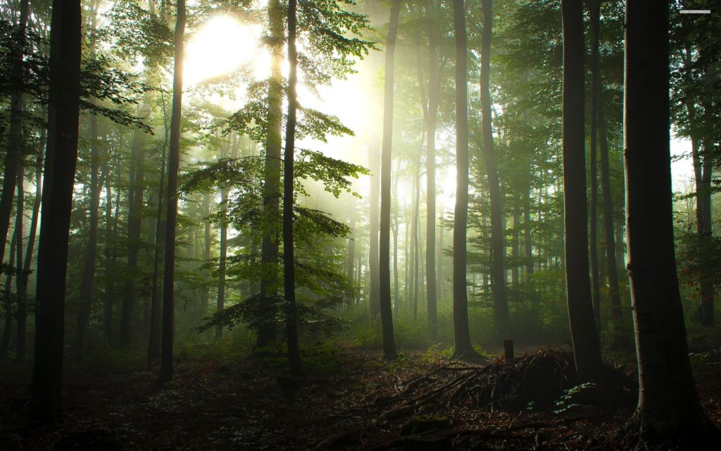 Europe’s Bermuda Triangle. The Hoia Baciu Forest Circle