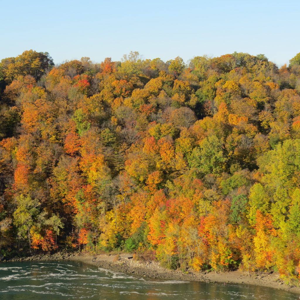 Fall colours of the Niagara Gorge. Photo by Raymond Miller. 