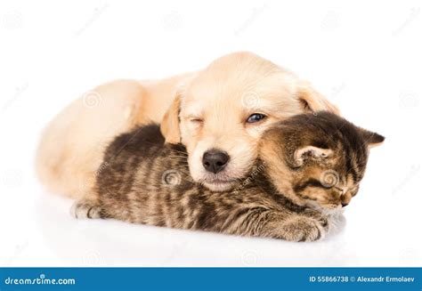 Kitten Sleeping On A Palm On Orange Background Royalty-Free Stock Photo ...