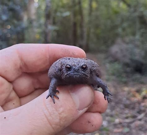 13 Grumpy Black Rain Frog Facts - Fact Animal