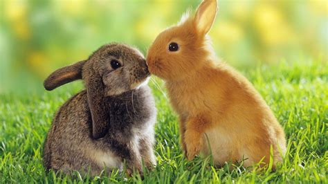 Baby Rabbit Wallpapers - Top Free Baby Rabbit Backgrounds - WallpaperAccess