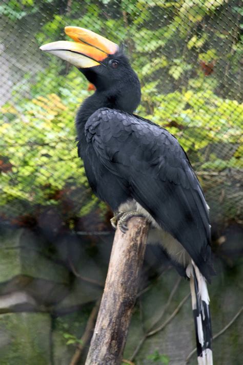 Rhinoceros hornbill male - ZooChat