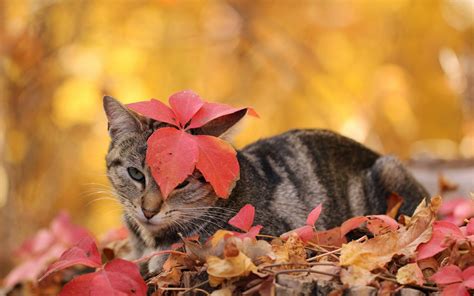 Fall Cats Wallpapers - Wallpaper Cave