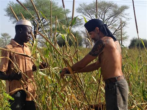 Bolo Eco Village Senegal: Millet Harvest at Bolo