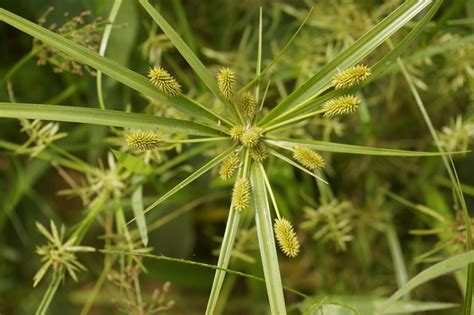 West African Plants - A Photo Guide - Cyperus cyperoides (L.) Kuntze