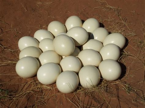 Fresh ostrich eggs products,Cameroon Fresh ostrich eggs supplier