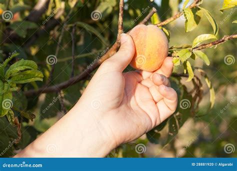 Woman Harvesting Peach on Tree Stock Photo - Image of organic, famer ...