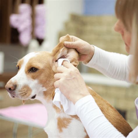 Dog Ear Hematoma Drain At Home - Homemade Ftempo