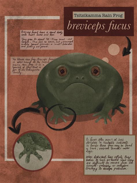 Made a little rain frog info graphic 🐸 : r/frogs