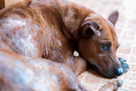 What Dog Mites (Mange) Look Like: 16 Pictures