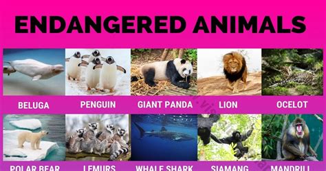 Endangered Species: 90+ Endangered Animals We Need to Save Right Now ...