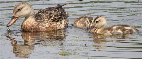 Gadwall Ducklings, or, Aaawww, Cute! – 10,000 Birds