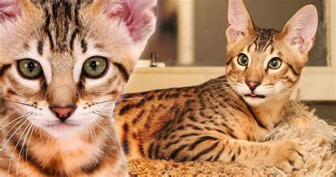 Savannah Cat Breed - All You Need to Know About Savannah Cats