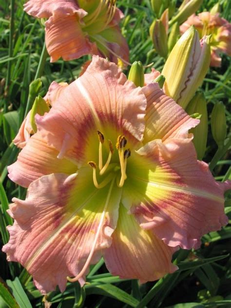 Explore 70 Stunning Daylily Varieties