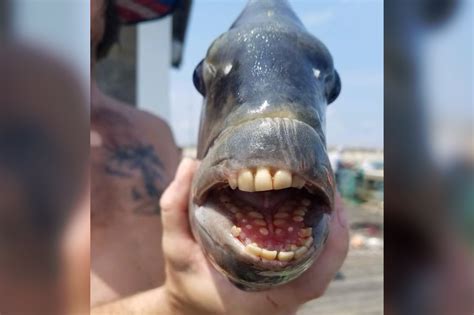 Fish with human-looking teeth frightens beachgoers off Outer Banks