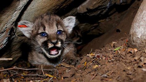 4 new mountain lion kittens found in California mountains - ABC11 ...