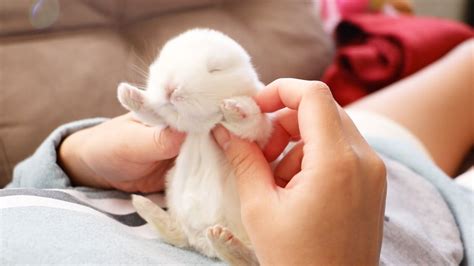 Really Cute Baby Rabbits