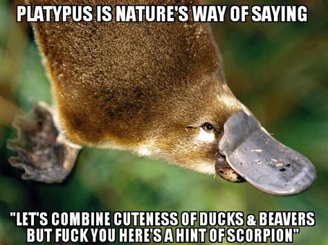 Platypus : r/funny