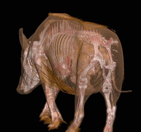 Boar Anatomy Photograph by Anders Persson, Cmiv - Pixels