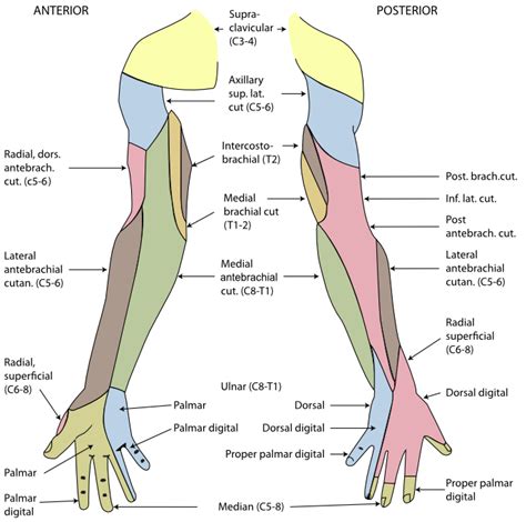 Posterior cutaneous nerve of forearm - Wikipedia