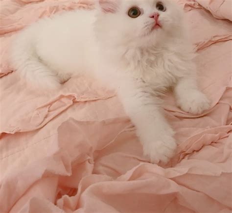 White Persian Kitten - Treasured Kittens