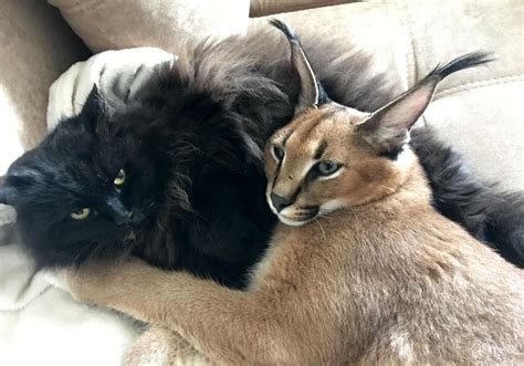 PHOTOS: This couple owns a caracal cat